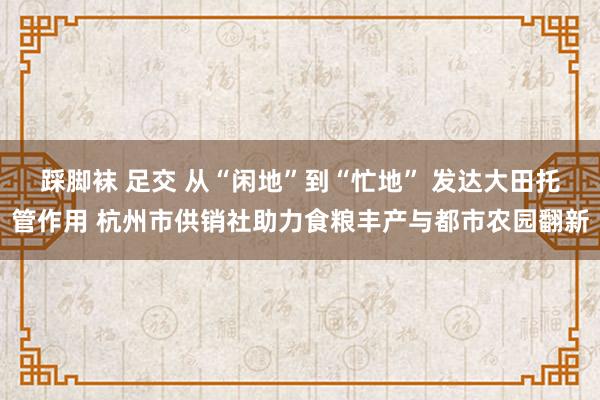 踩脚袜 足交 从“闲地”到“忙地” 发达大田托管作用 杭州市供销社助力食粮丰产与都市农园翻新